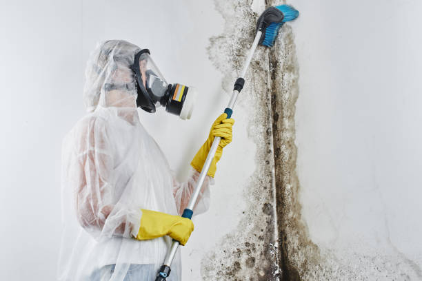 Best Mold Damage Restoration  in Millcreek, UT